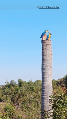 Blue-and-yellow Macaw