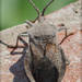 Spartocera lativentris - Photo (c) RAP, todos os direitos reservados, uploaded by RAP