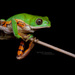 Southern Orange-legged Leaf Frog - Photo (c) Matthieu Berroneau, all rights reserved