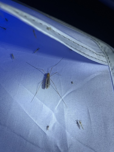 Unknown species found near White Oak Park, Bloomington, IL, US