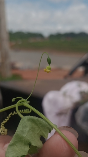 creeping cucumber
