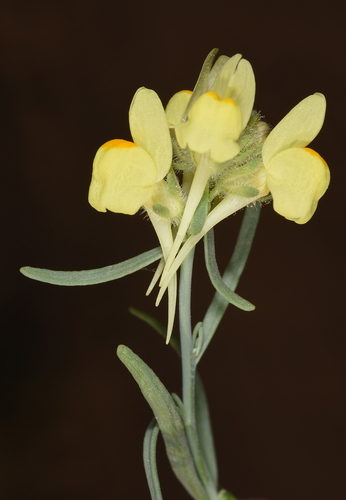 Linaria haelava