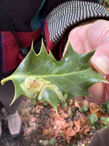 Unknown species found near Ring Rd, Oak Bay, BC, CA