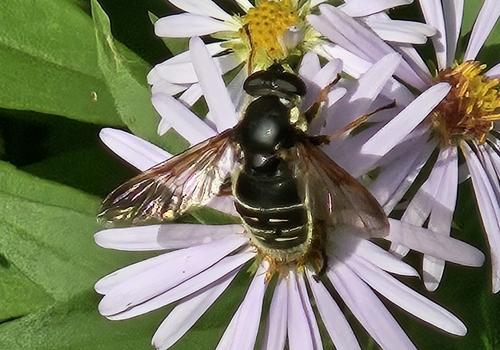 Unknown species found near Lake County, MN, USA