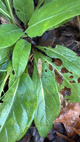 Unknown species found near Zoar Rd, Loveland, OH, US