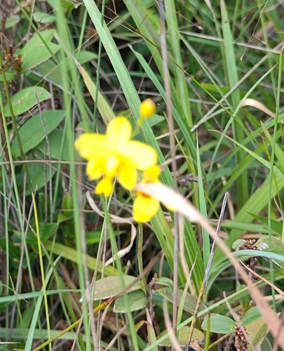 Buttercup Orchid