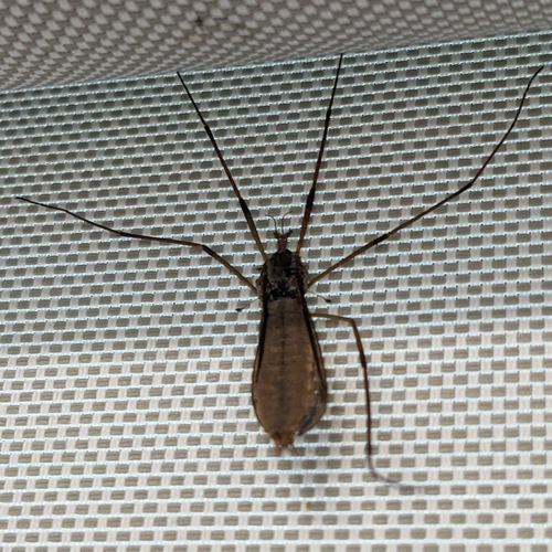 Unknown species found near Capital Regional District, BC, Canada