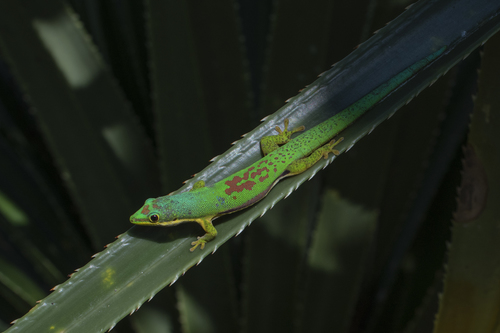 Striped Day Gecko
