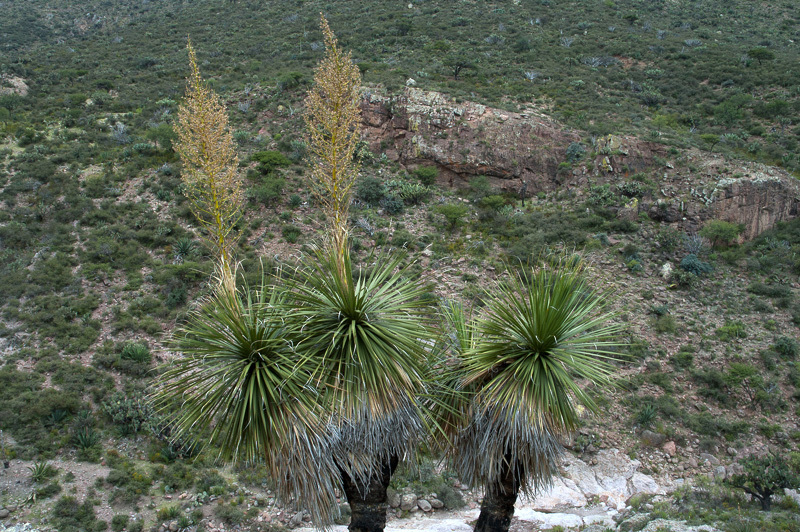 Nolina watsonii