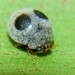 Globe-marked Lady Beetle - Photo (c) ELI RIOS, all rights reserved, uploaded by ELI RIOS
