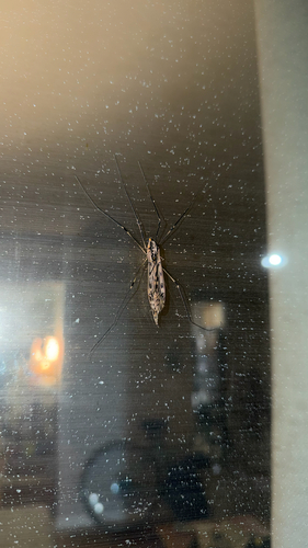 Unknown species found near Island Dr, Ann Arbor, MI, US