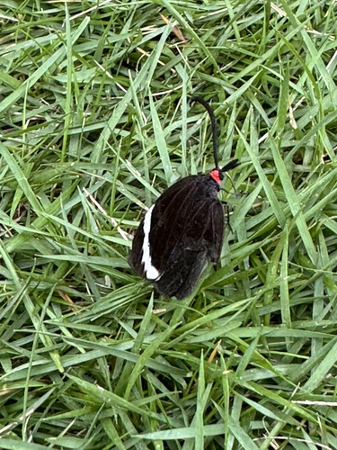 Pidorus atratus
