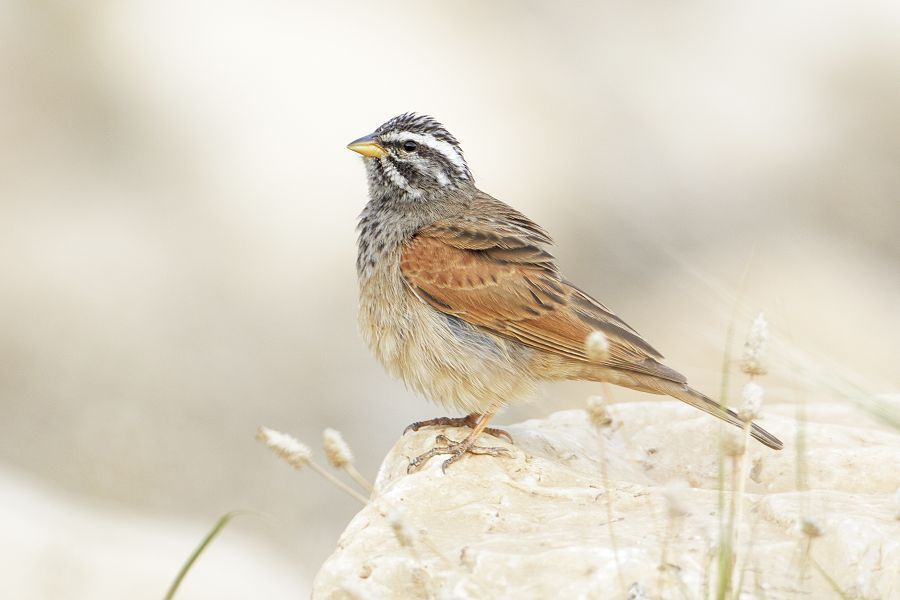 Striolated Bunting photo