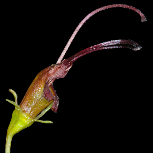Gesneria lanceolata