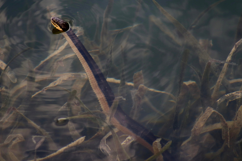 Five-striped Snake