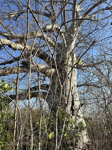 African baobab