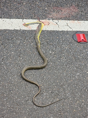 Common Tree Snake sighting