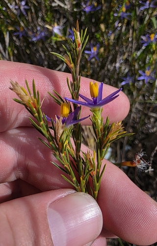 Elegant Tinsel Lily (Calectasia elegans)