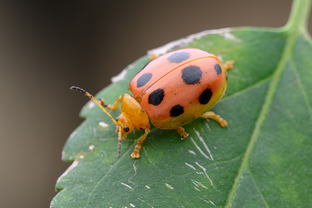 Oides Sp Oides decempunctata from 中国北京市海淀区 on September 28, 2025 at 11:48 AM by ...