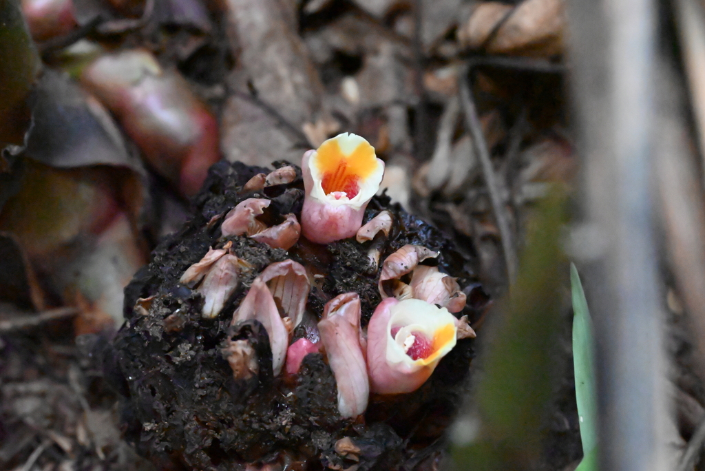 Meistera aculeata (Meistera aculeata)