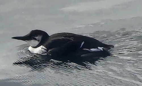 Common Murre