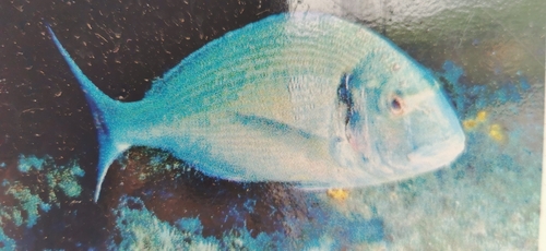 Sparus aurata