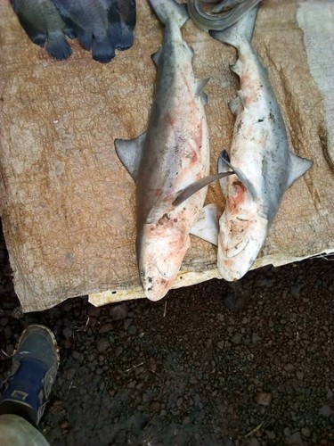 Bull Shark