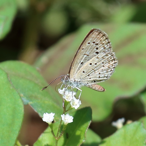 African Grass Blue