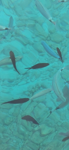 Chromis chromis