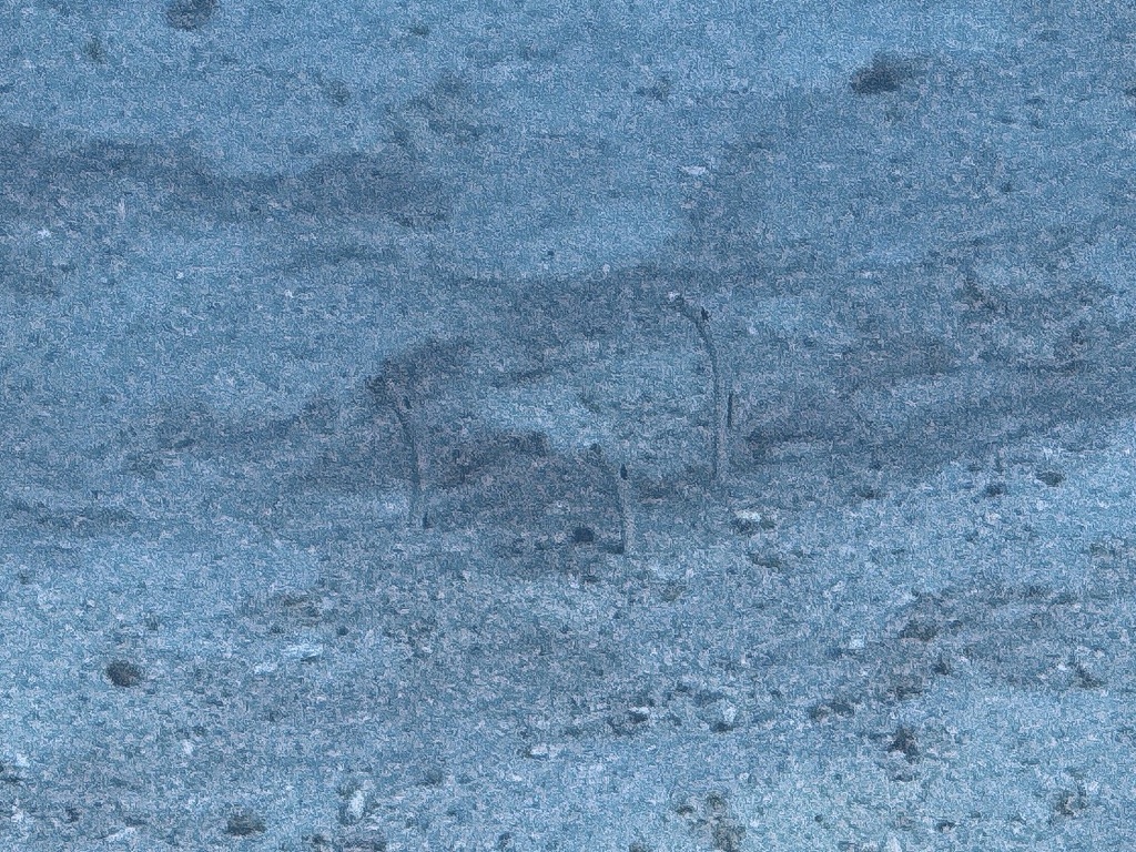 Garden Eel