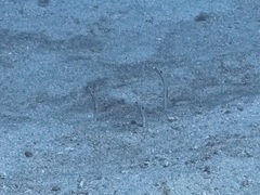 Garden Eel