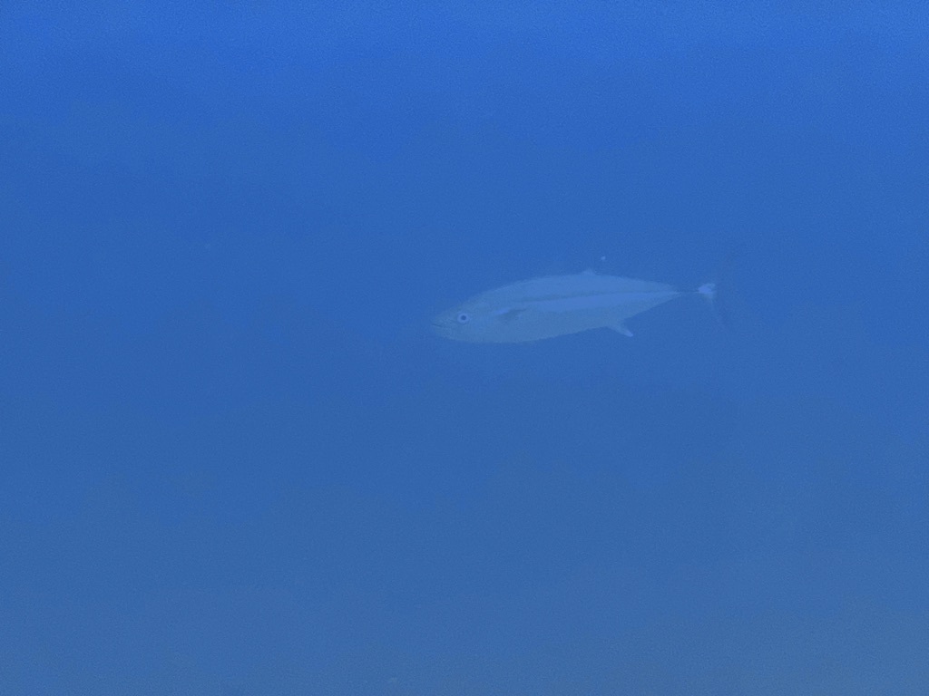 Dogtooth tuna