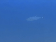 Dogtooth tuna