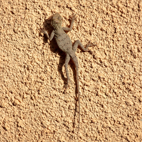 Peters's Rock Agama