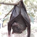Luzon Fruit Bat - Photo (c) Renz Alfred Fernando, all rights reserved, uploaded by Renz Alfred Fernando