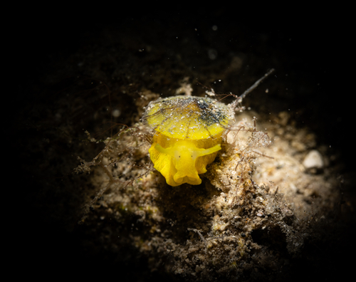 Tylodina perversa