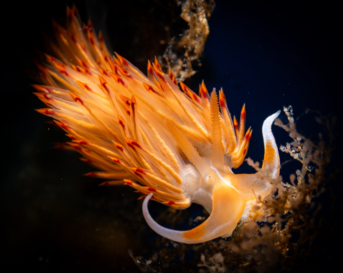 Nemesignis banyulensis