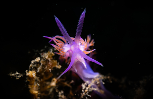 Flabellina affinis