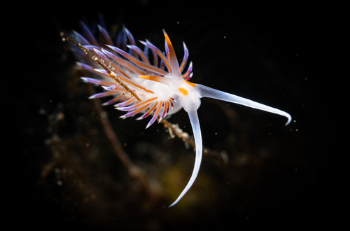 Cratena peregrina