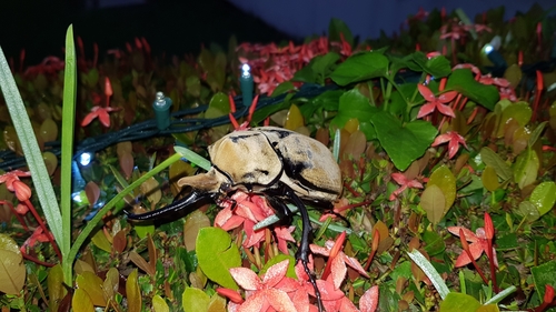 Occidental Elephant Beetle