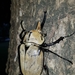 Occidental Elephant Beetle - Photo (c) David Anguiano Burguete, all rights reserved, uploaded by David Anguiano Burguete
