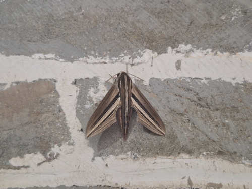 White-banded Hunter Hawkmoth