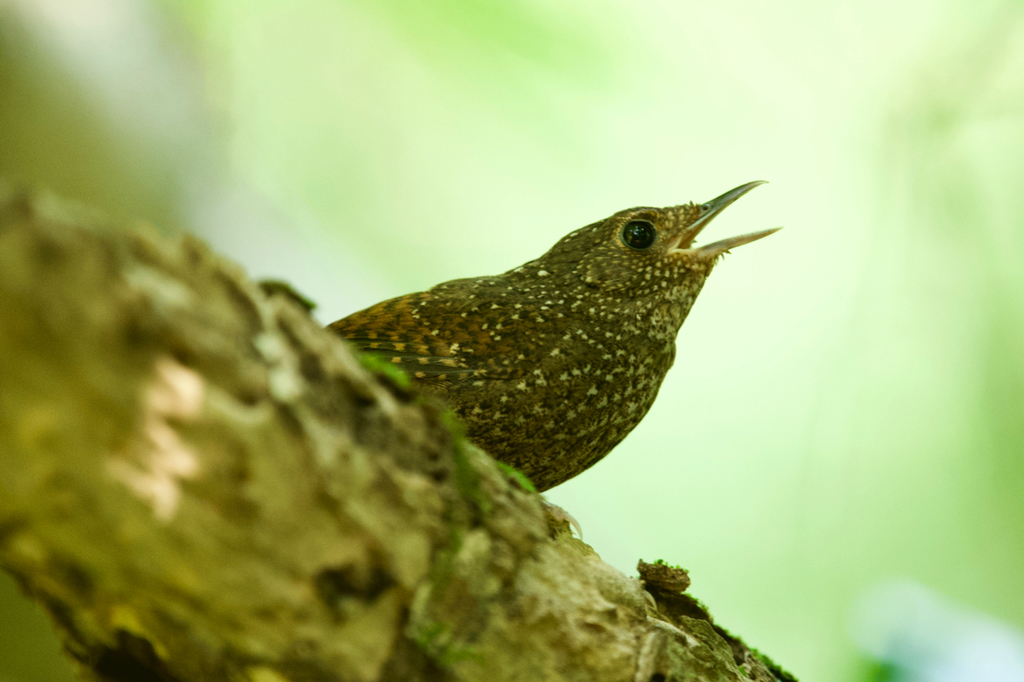 Spotted Elachura photo