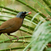 Black-throated Laughingthrush (Hainan) - Photo (c) HUANG QIN, all rights reserved, uploaded by HUANG QIN