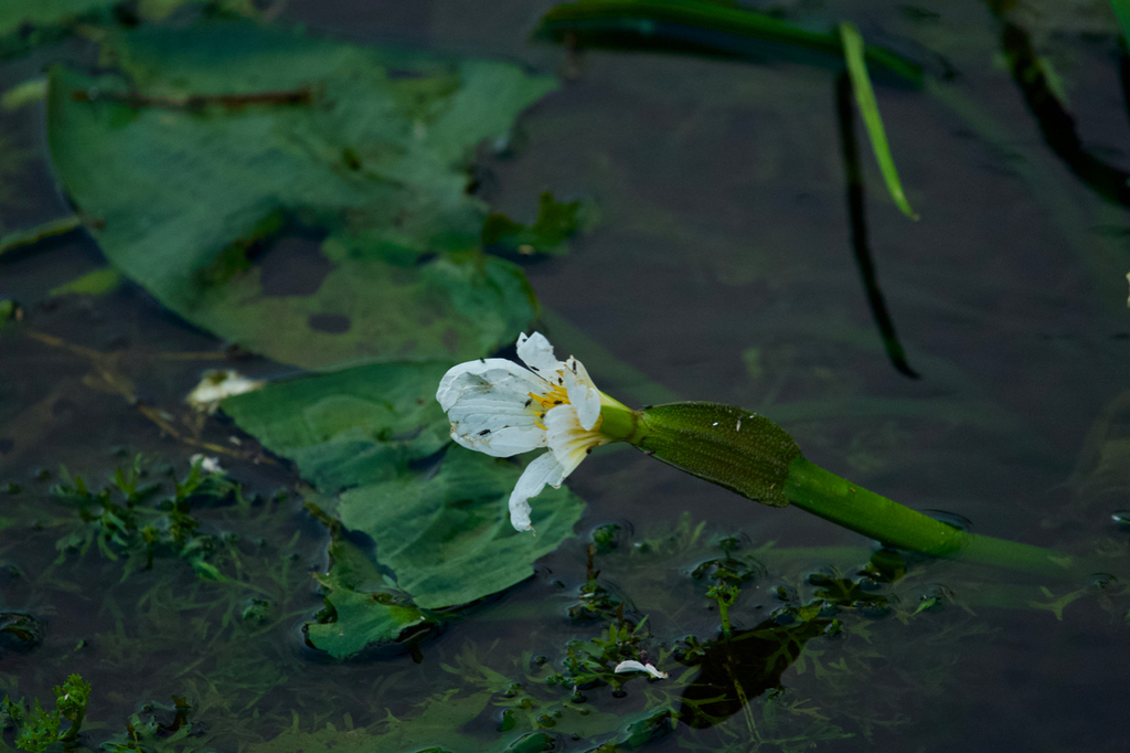 Ottelia cordata (Ottelia cordata)