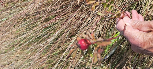 prairie rose