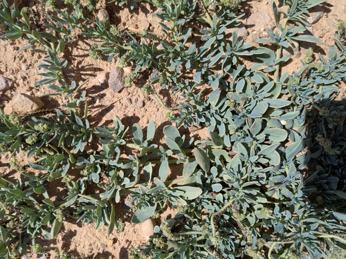 alkali heliotrope