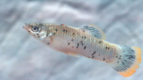 Shortfin Molly