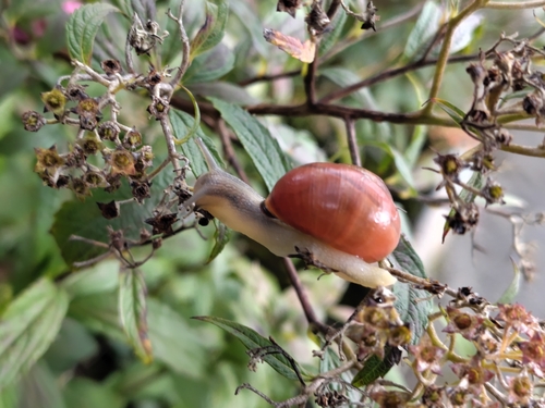 Cepaea nemoralis
