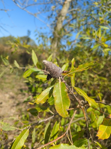 Unknown species found near Ypsilanti, MI 48198, USA